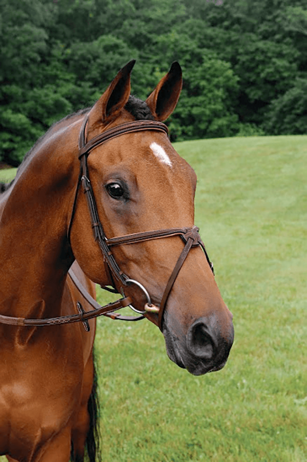 Arc De Triomphe Tack PreOiled Imperial Raised Fancy Figure 8 Bridle