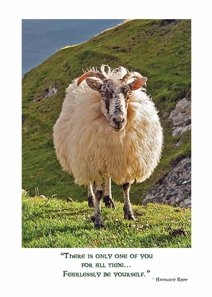Mundo Images Irish Sheep Birthday Card Gifts Cards at Irish on Grand